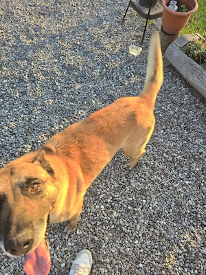 Ciobanesc belgian malinois - imagine 4