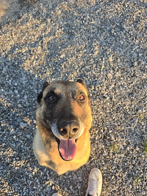 Ciobanesc belgian malinois - imagine 3