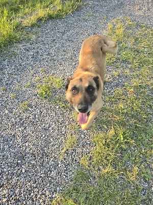 Ciobanesc belgian malinois - imagine 5