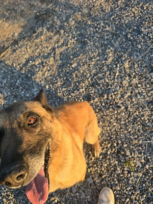 Ciobanesc belgian malinois - imagine 2