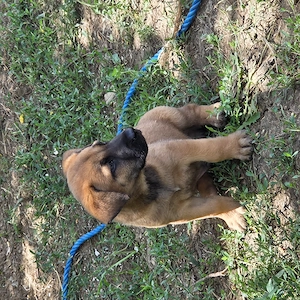 Ciobanesc belgian malinois  - imagine 5