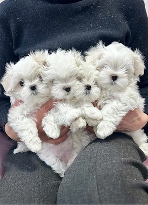 Bichon Maltese Mini toy - imagine 2