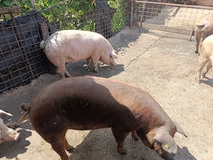 porci de aprox 140 kg