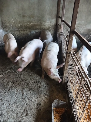 Vând porci mici și mari de carne  - imagine 3