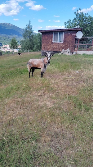 De vânzare 