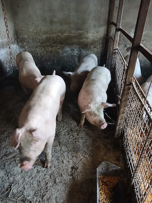 Vând porci mici și mari de carne  - imagine 2