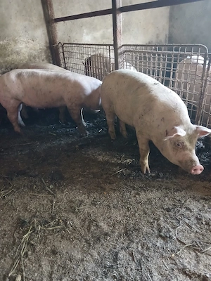 Vând porci mici și mari de carne 