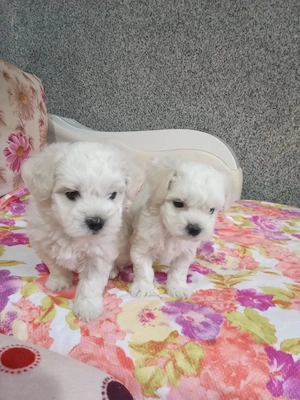 Bichon două fetițe și un băiețel  - imagine 3