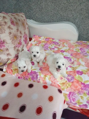Bichon două fetițe și un băiețel  - imagine 2