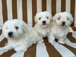 Bichon maltez adoptie - imagine 2
