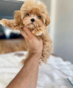 Maltipoo mini toy rasa Hibrid care nu naparleste in nicio perioada