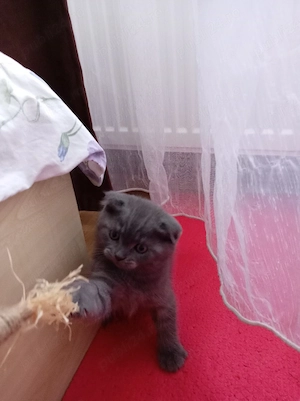 Pui Scottish fold  - imagine 2