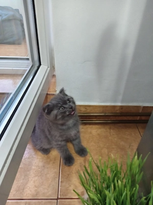 Pui Scottish fold  - imagine 3
