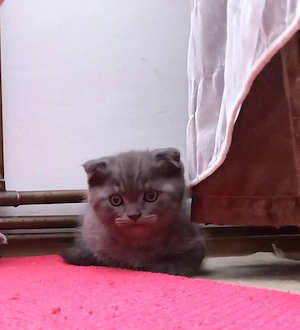 Pui Scottish fold 