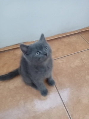 Pui British Shorthair 