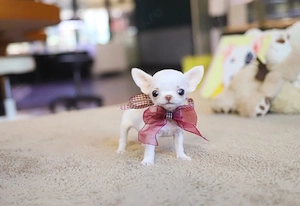 Chihuahua TeaCup Apple Head exemplar Korea-China 360gr - imagine 3