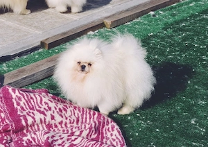 Pomeranian Toy Korea cu boticul foarte turtit ( Teddy Bear Face ) Pedigree fci - imagine 2