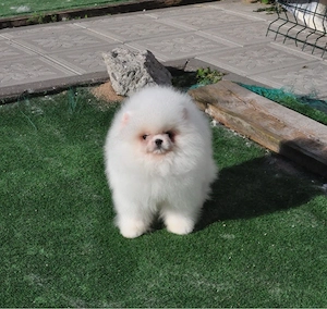 Pomeranian Toy Korea cu boticul foarte turtit ( Teddy Bear Face ) Pedigree fci - imagine 4