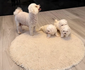 Pui Bichon Frise