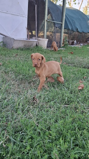 căței vizsla maghiar - imagine 2
