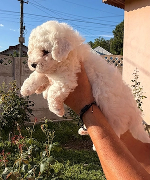 Pui Bichon Frise - imagine 2