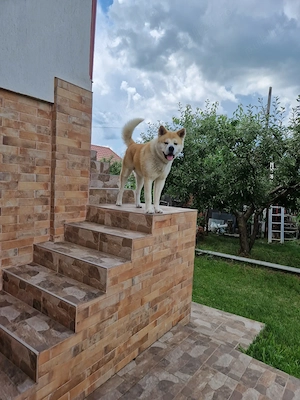 AKITA INU cauta partenera...