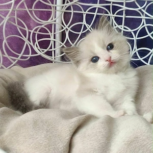 Ragdoll jucauss