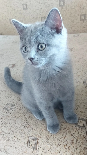 pisici british shorthair si scotish fold - imagine 3