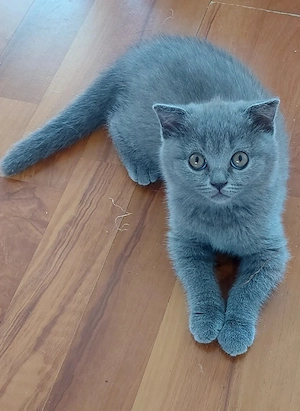 pisici british shorthair si scotish fold