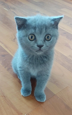 pisici british shorthair si scotish fold - imagine 2