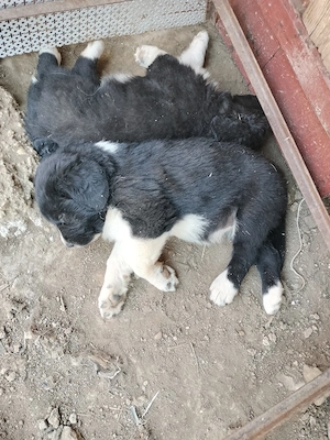 Catei ciobanesc corb disponibili.