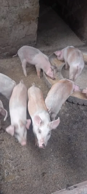 14 purcei de 8 săptămâni înțărcați, Movileni Olt 