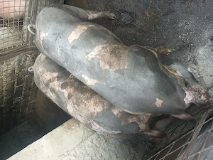 Porci de vînzare 