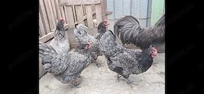 Vand o familie de plimuth rock barat si o familie de australorp albsstru. - imagine 3