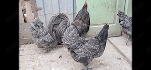 Vand o familie de plimuth rock barat si o familie de australorp albsstru. - imagine 4
