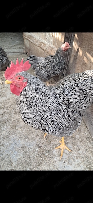 Vand o familie de plimuth rock barat si o familie de australorp albsstru.