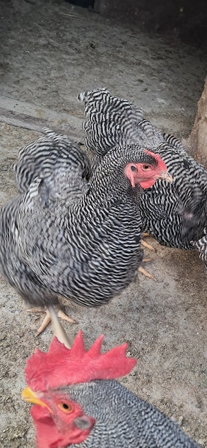 Vand o familie de plimuth rock barat si o familie de australorp albsstru. - imagine 2