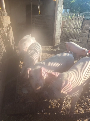 Porci de vanzare - imagine 2