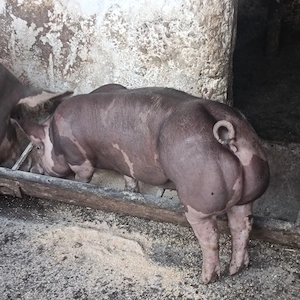 Purcea pietran pur de prăsilă 3 luni jumate - imagine 3