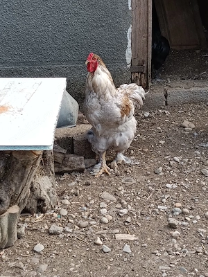Australorp, orpitoring uriaș, pur  - imagine 3