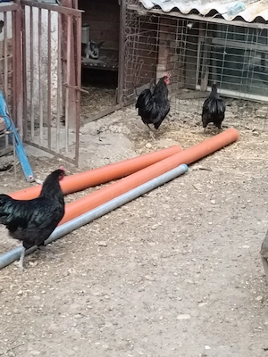 Australorp, orpitoring uriaș, pur  - imagine 2