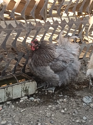 Australorp, orpitoring uriaș, pur  - imagine 4