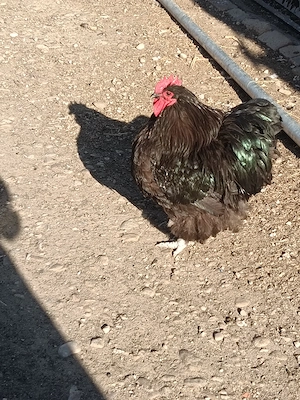 Australorp, orpitoring uriaș, pur  - imagine 5
