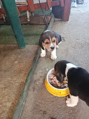 vand catei beagle tricolor - imagine 3
