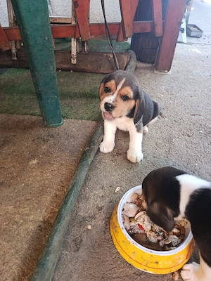 vand catei beagle tricolor - imagine 4