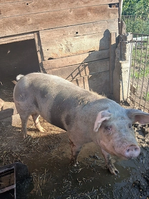 se vinde porci - imagine 3