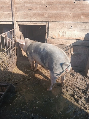 se vinde porci - imagine 2