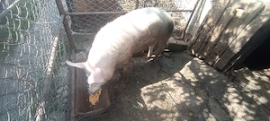 Porc de vânzare  - imagine 2