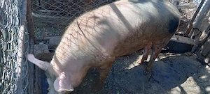 Porc de vânzare 