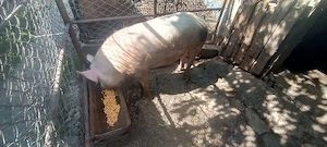 Porc de vânzare  - imagine 3
